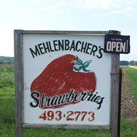Mehlenbacher Strawberries
