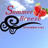 Summer Breeze Strawberries